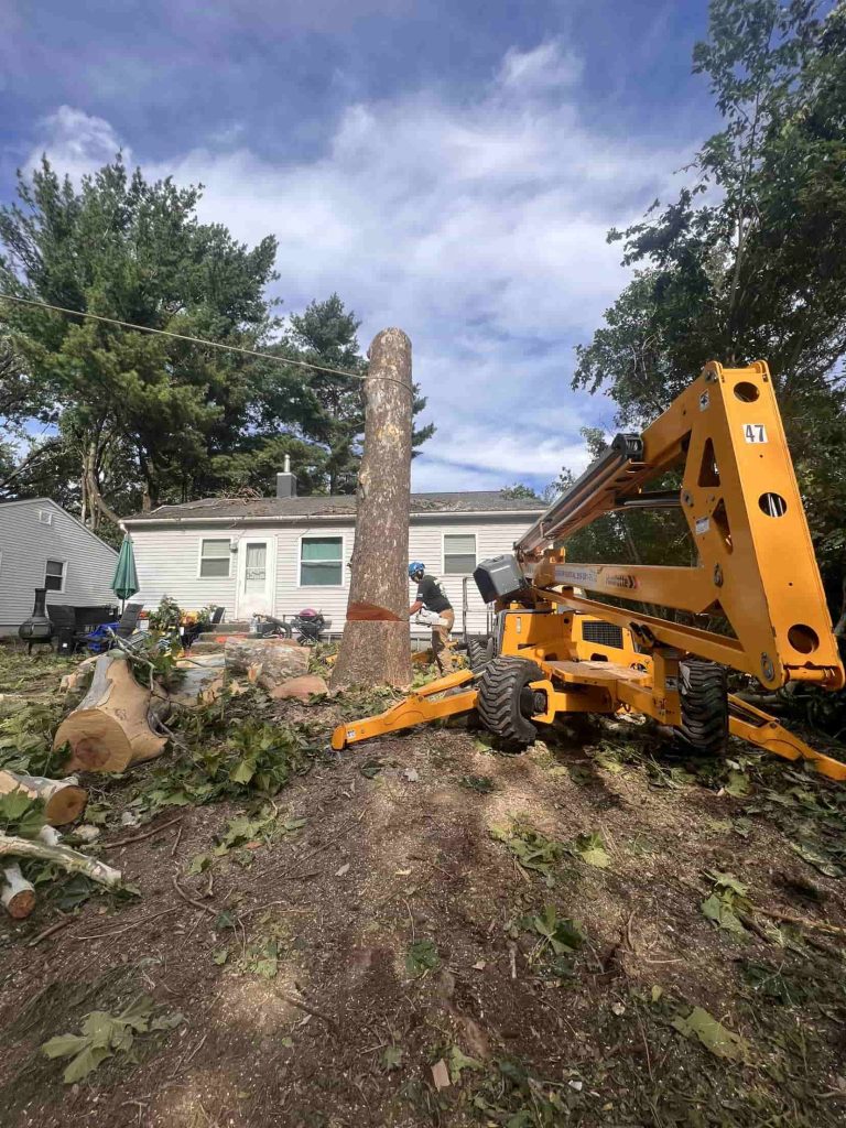 How do you tell if a tree needs to be cut down in Kalamazoo, MI