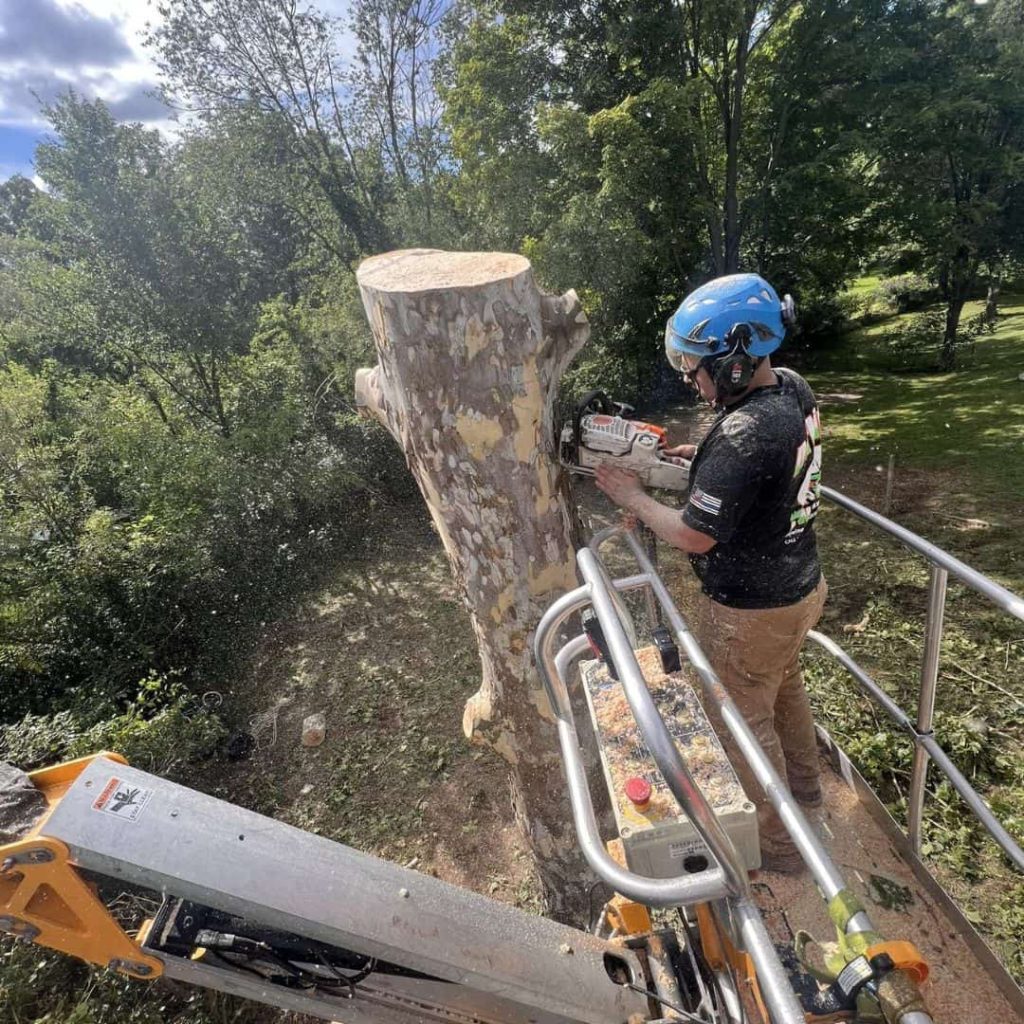 Reasons to Call a Tree Care Specialist in Michigan