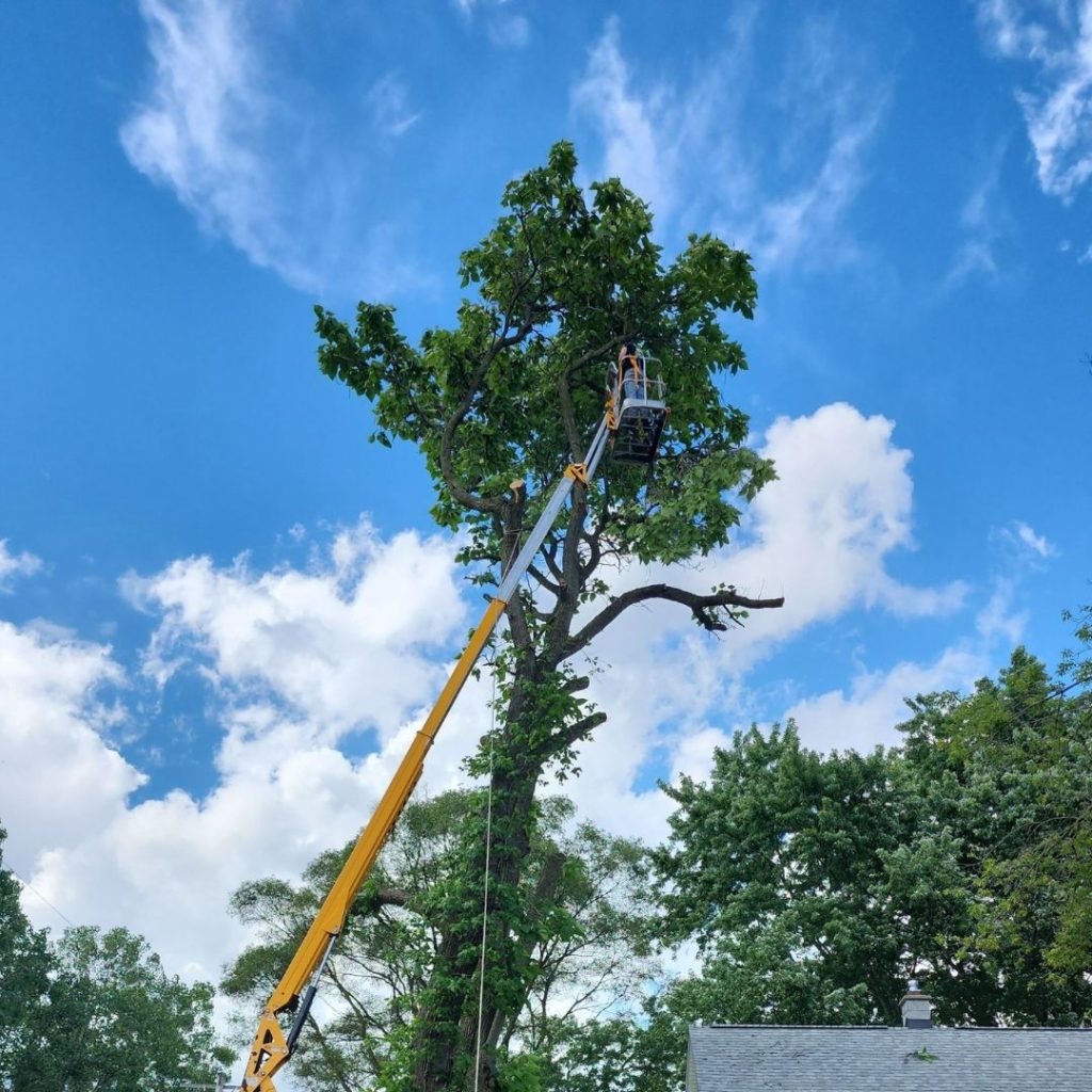 What Time of Year Is Best for Tree Service in Kalamazoo, MI