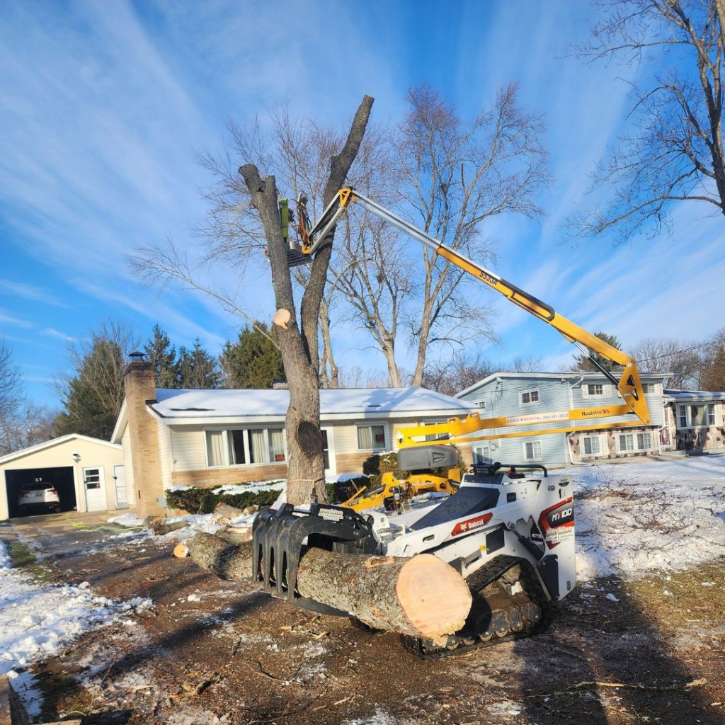 Signs Tree Needs Removal in Kalamazoo, MI