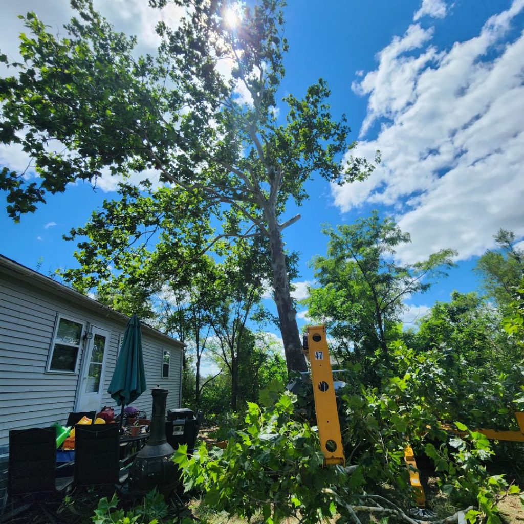 What Is Tree Service, A Complete Guide for kalamazoo, MI