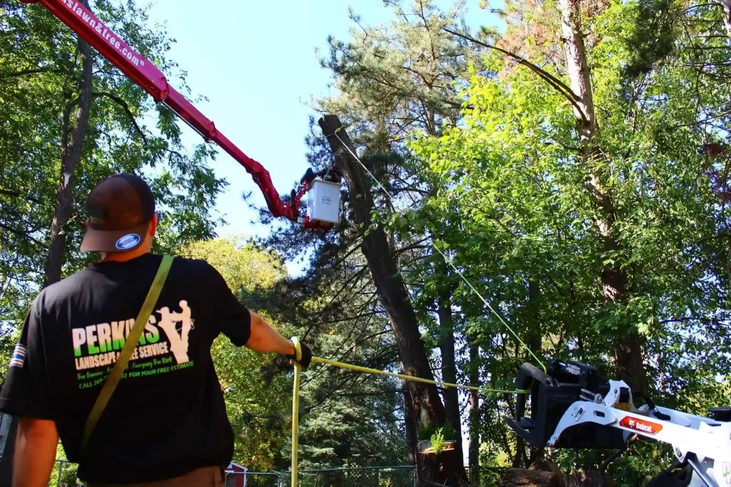 Tree Service vs. Landscaping