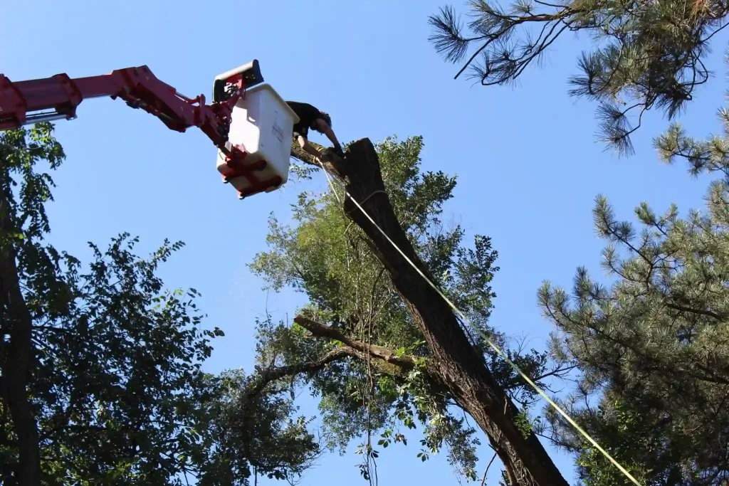 How Much Should You Pay For Tree Removal