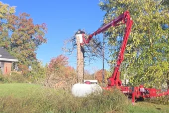 Is tree removal worth the money