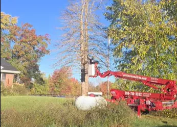 What is the cheapest time of year for tree removal