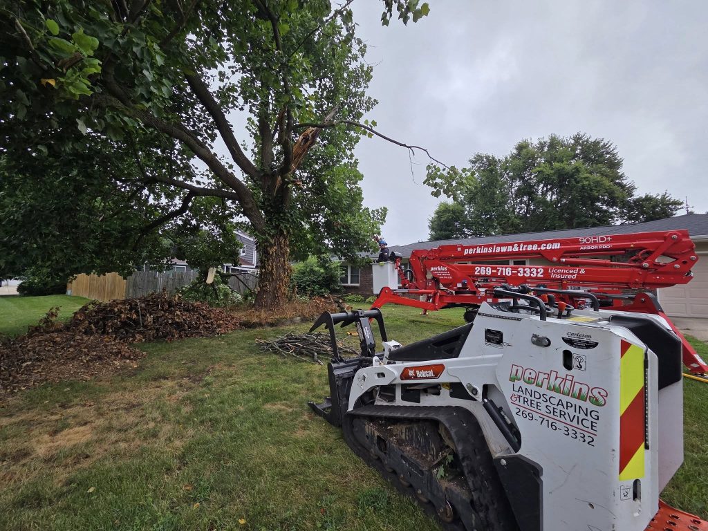 Hazardous Tree Warning Signs Every Homeowner Should Know