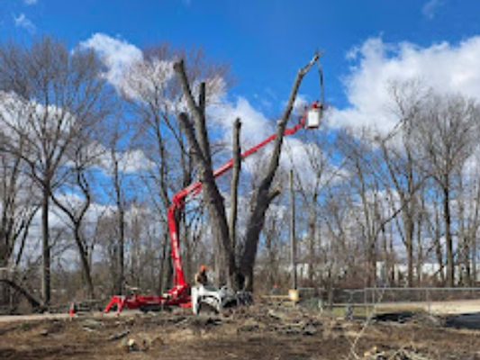 Tree Service Near Tallgrass Prairie